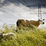 Netcongestie: menselijk gedrag is de sleutel