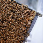 Bijenkasten in Farmsum