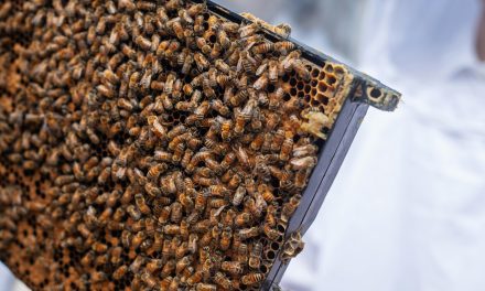 Bijenkasten in Farmsum